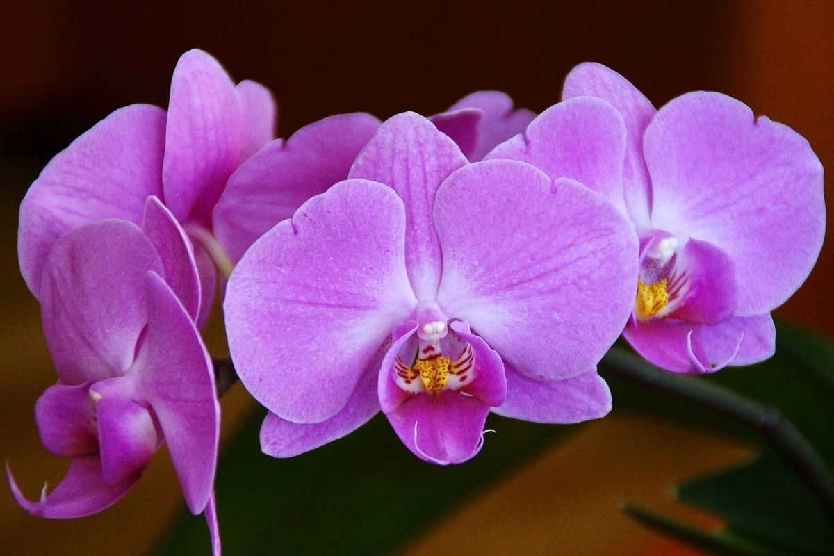 Pode deixar orquídea na cozinha - Reprodução Canva