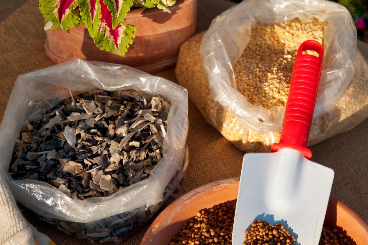 5 erros ao decorar a casa com plantas1