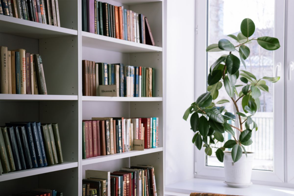 5 erros mais comuns ao decorar a casa com plantas