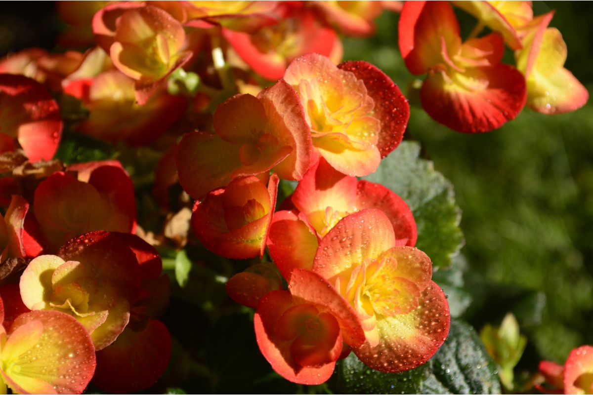 5 plantas que dão FLORES e FÁCEIS de cuidar para você ter em casa