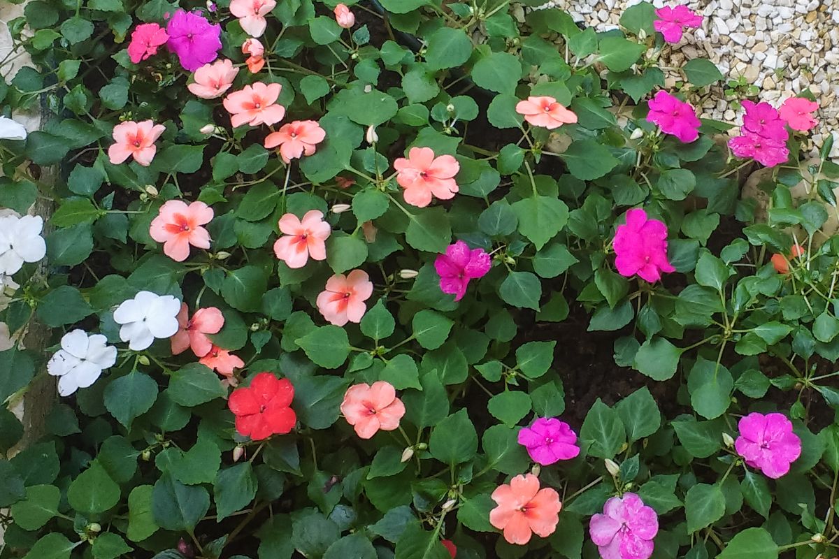 5 plantas com flores e fáceis de cuidar - Maria-sem-vergonha ou beijinho