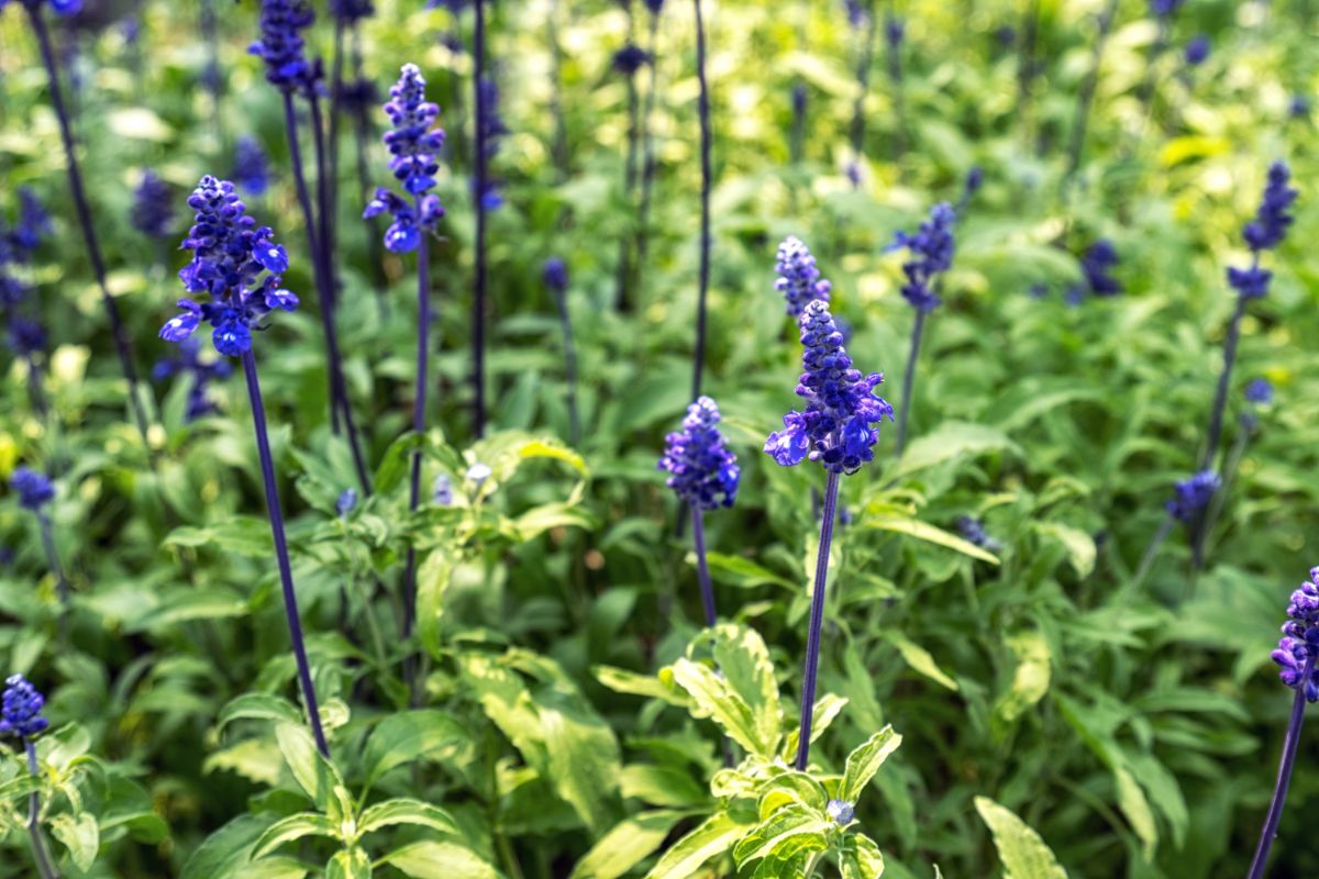 5 plantas com flores e fáceis de cuidar - Sálvia azul