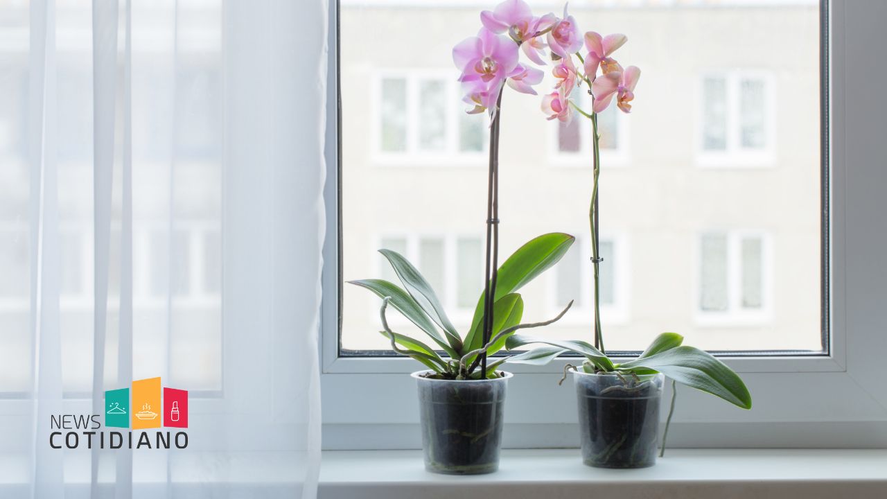 Orquídeas.
